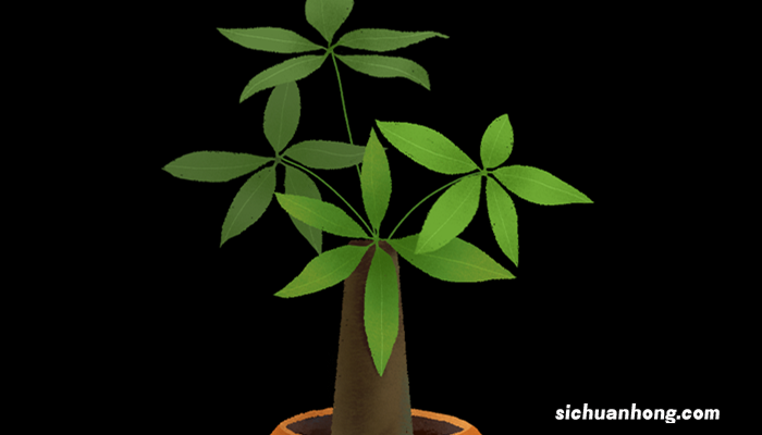 客厅里放什么植物旺财最好 客厅里放什么植物旺财