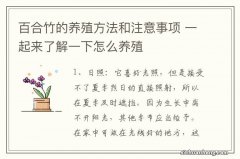 百合竹的养殖方法和注意事项 一起来了解一下怎么养殖