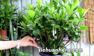 变色木的养殖方法和注意事项 变色木如何养殖