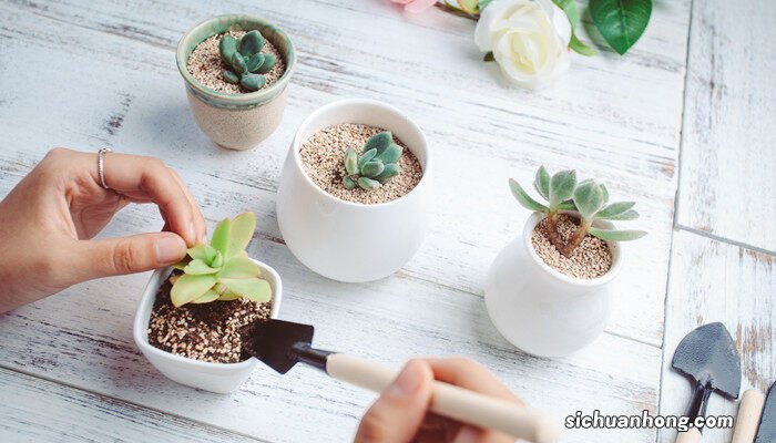 10种招鬼的花 7种象征吉祥好运的花