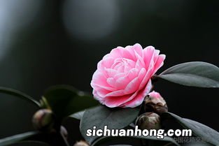 茶花浇水的正确方法，茶花浇水多了怎么补救