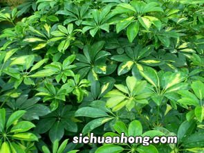 鸭掌木冬天怎么养