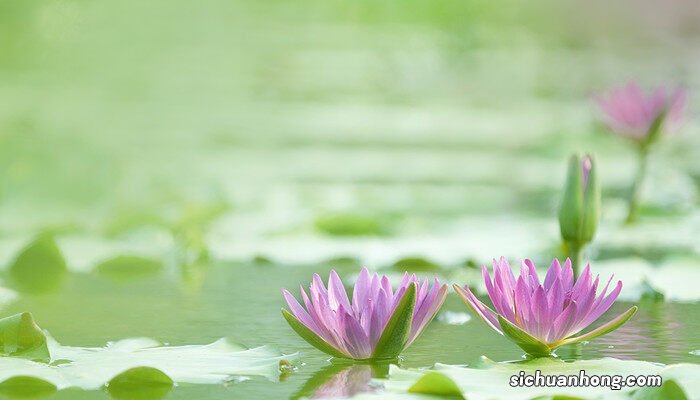 水生花卉有哪些类型 水生花卉有哪些