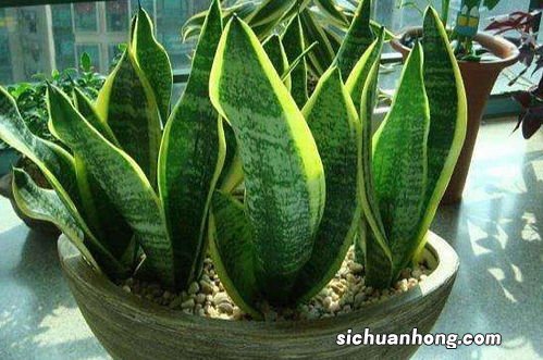 虎皮兰冬天怎么养护