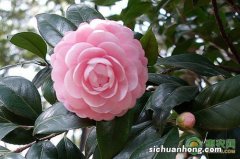 茶花掉花苞是怎么回事