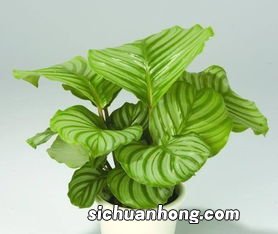 青苹果竹芋的养殖方法和注意事项