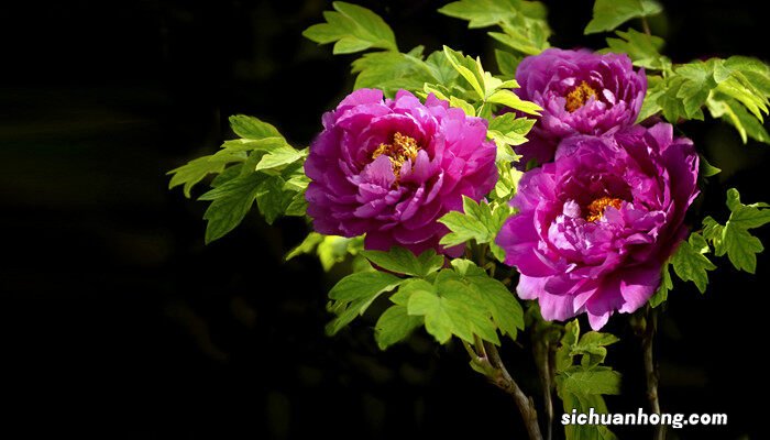 牡丹花如何种植方法 牡丹花如何种植