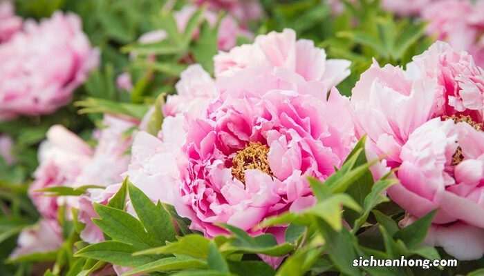 牡丹花如何种植方法 牡丹花如何种植