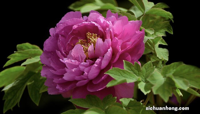 牡丹寓意和象征 牡丹寓意