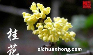 桂花是什么颜色 桂花介绍