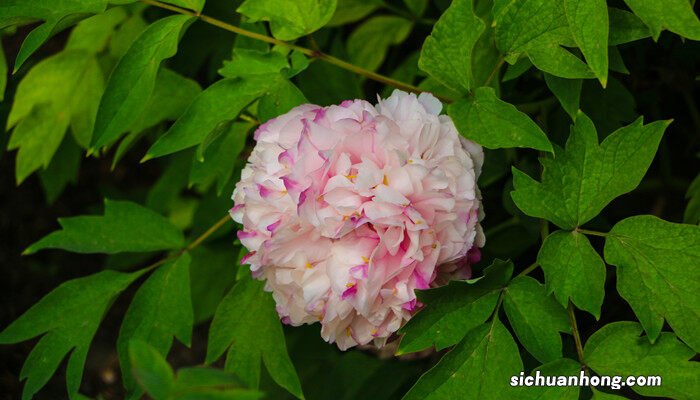 芍药花语及寓意进货价 芍药花语及寓意