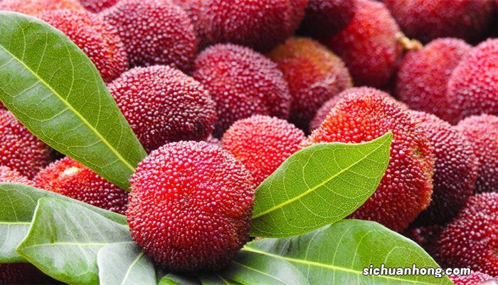 东魁杨梅和仙居杨梅的区别在哪里 东魁杨梅和仙居杨梅的区别