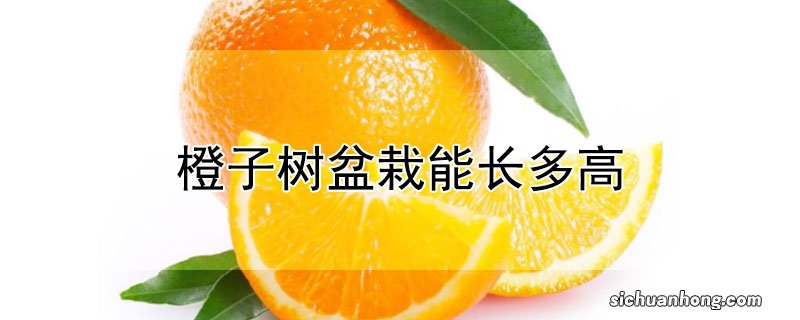 橙子树盆栽能长多高