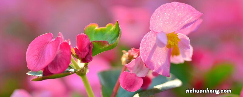 四季海棠怎么养护能开花 四季海棠怎么养