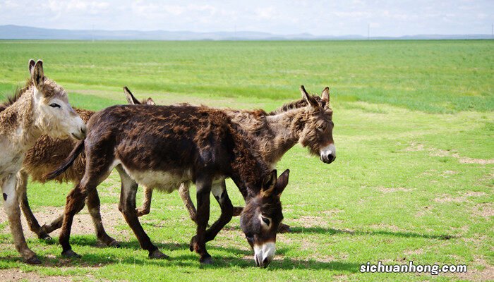 为什么骡子怀孕必死 驴为什么要修蹄子