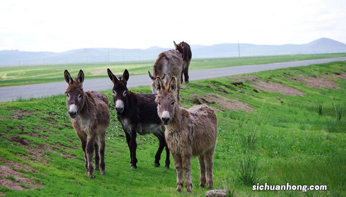 为什么骡子怀孕必死 驴为什么要修蹄子