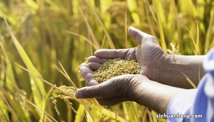 粮食亩产量会有多少斤呢 粮食亩产量会有多少