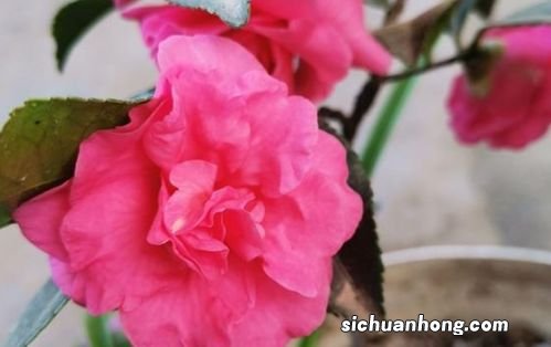 北方冬季适合养什么花