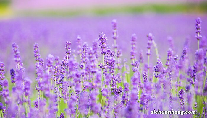 薰衣草花期在几月份结束 薰衣草花期在几月份