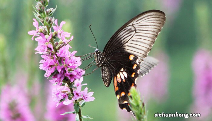 薰衣草花期在几月份结束 薰衣草花期在几月份