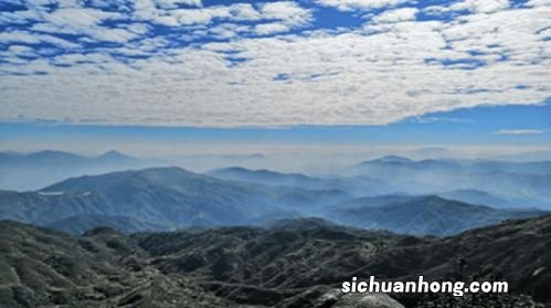 岩中玉兔是什么茶