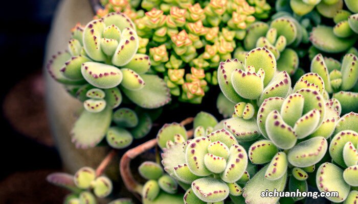 多肉莲花掌的养殖方法和注意事项 莲花掌的养殖方法和注意事项