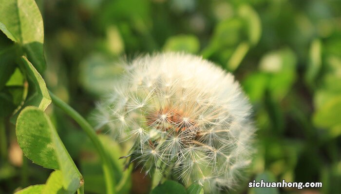 蒲公英怎么吃法最好 蒲公英怎么吃