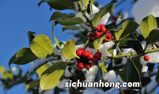 冬青什么季节换盆 冬青盆栽什么时候换盆