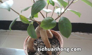 榕树什么季节换盆,榕树什么季节换盆比较好