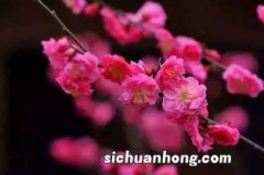 荼梅花是什么样