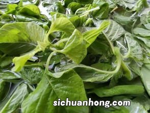 端午节为什么要吃苋菜