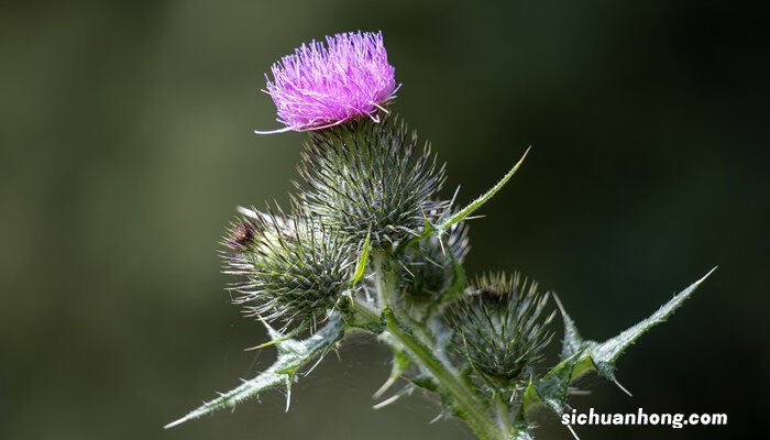 蛇鞭菊的养殖方法和注意事项视频 蛇鞭菊的养殖方法和注意事项