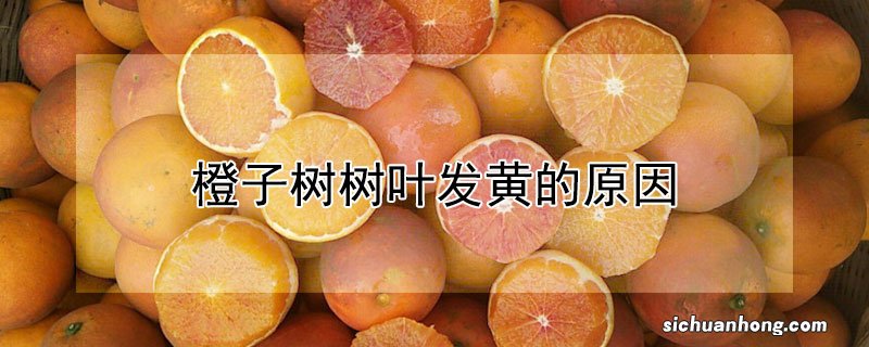 橙子树树叶发黄的原因