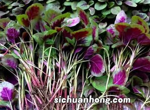 什么苋菜根茎粗大