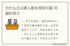 为什么丘山哪儿都找得到司藤 司藤的简介