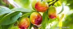 桃树一年打药顺序及用什么药 桃树全年用药一览表