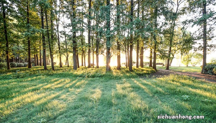 植物熊猫是指什么树木 植物熊猫是指什么树