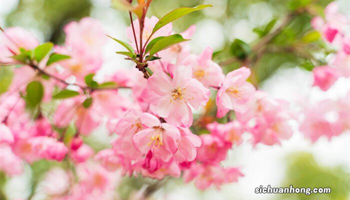 竹节海棠有毒吗能放卧室吗 竹节海棠有毒吗