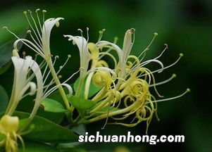 金银花搭配什么