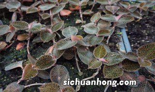 金线莲怎样种植 金线莲种植方法