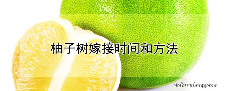 柚子树嫁接时间和方法