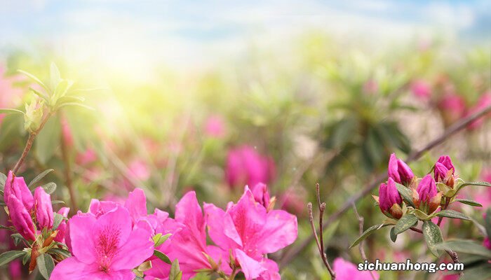 蔷薇的寓意和象征 蔷薇的寓意