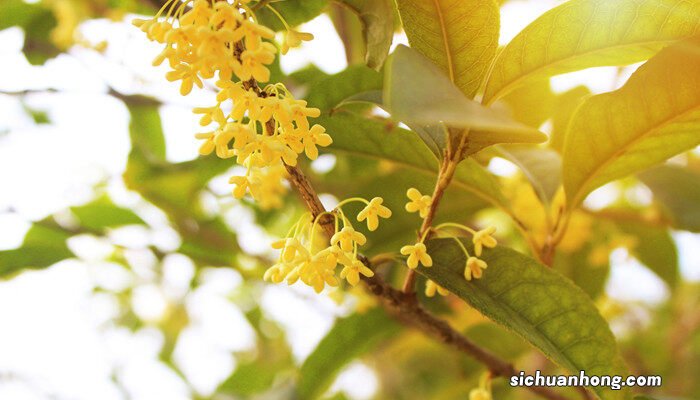 桂花树品种 桂花新品种