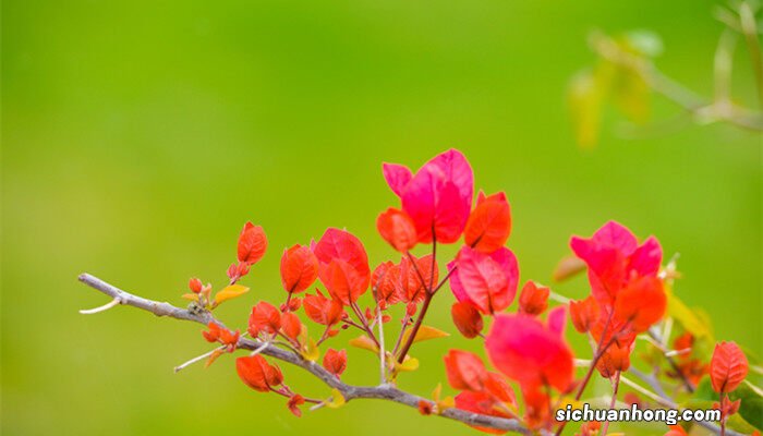 三角梅什么时候开花,一年开几次花 三角梅什么时候开花