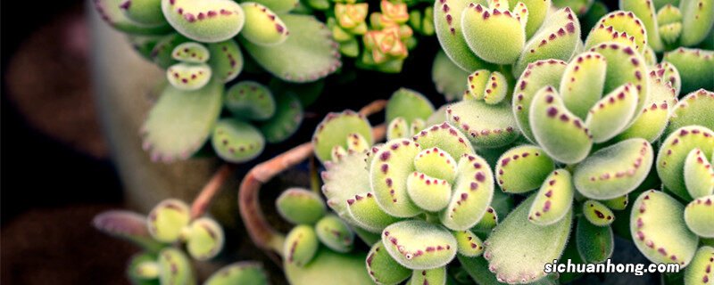 熊童子多肉的养殖方法和技术 熊童子多肉的养殖方法