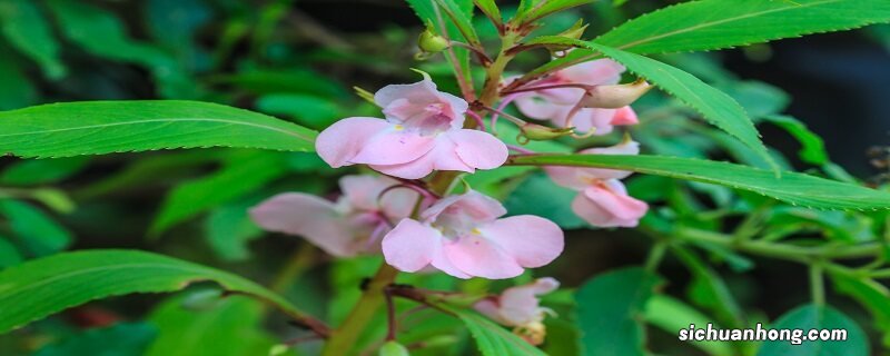 风仙花通过什么传播种子的 风仙花通过什么传播种子的