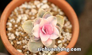 多肉怎么过冬防寒攻略 掌握温度很重要