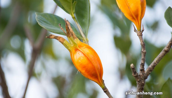 栀子花好养吗,适合室内还是室外养 栀子花好养吗