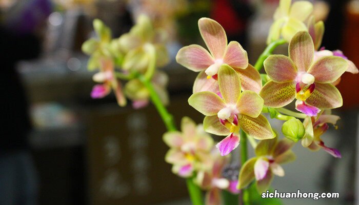 蝴蝶兰在一天当中几点开花呢 蝴蝶兰在一天当中几点开花