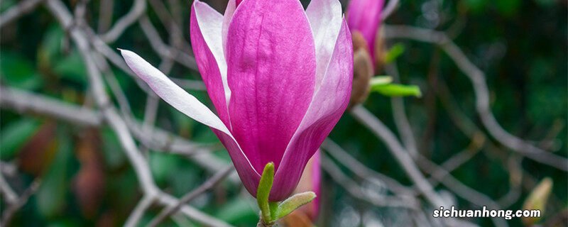 紫玉兰花语和寓意是什么 紫玉兰花语和寓意